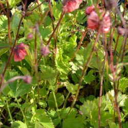 Geum Flames of Passion