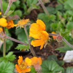 Geum Karlskaer