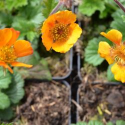 Geum Karlskaer