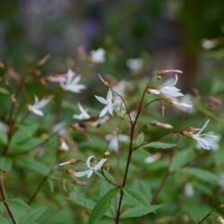 Gilenia trifoliata