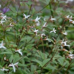 Gilenia trifoliata