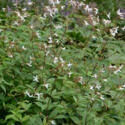 Gilenia trifoliata