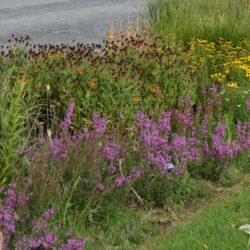 Lythrum virgatum Dropmore Purple