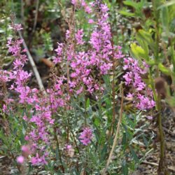 Lythrum virgatum Dropmore Purple