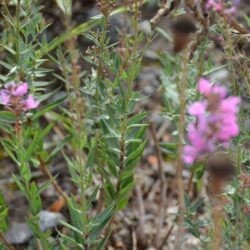 Lythrum virgatum Dropmore Purple