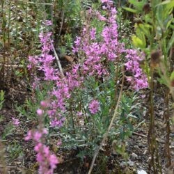 Lythrum virgatum Dropmore Purple