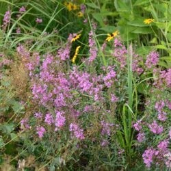 Lythrum virgatum Dropmore Purple