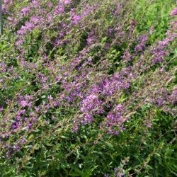 Lythrum virgatum Dropmore Purple