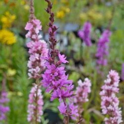 Lythrum virgatum Dropmore Purple