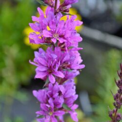 Lythrum virgatum Dropmore Purple