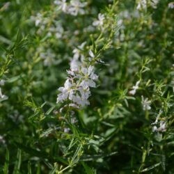 Lythrum virgatum White Swirl