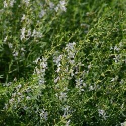 Lythrum virgatum White Swirl