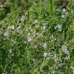 Lythrum virgatum White Swirl