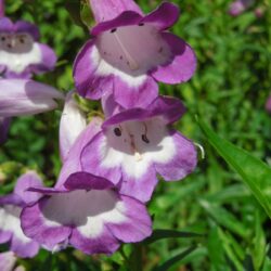 Penstemon Pensham Czar