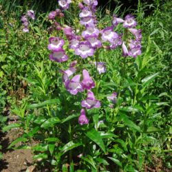 Penstemon Pensham Czar