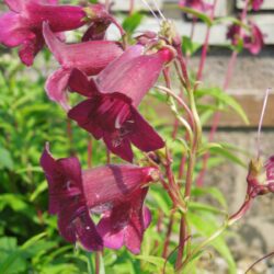 Penstemon Plum Jerkum