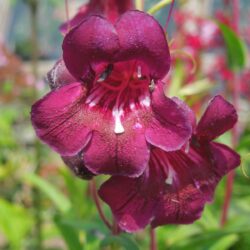 Penstemon Plum Jerkum