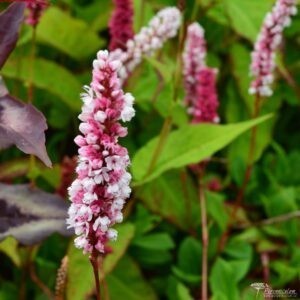 Persicaria affinis Darjeeling Red