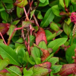 Persicaria affinis Darjeeling Red