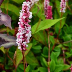 Persicaria affinis Darjeeling Red