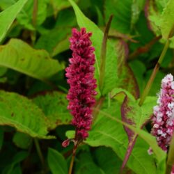 Persicaria affinis Darjeeling Red