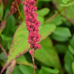 Persicaria affinis Darjeeling Red