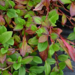 Persicaria affinis Darjeeling Red