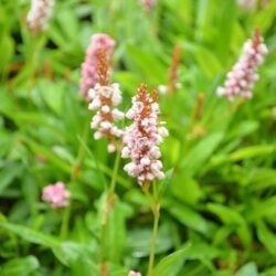 Persicaria affinis Donald Lowndes