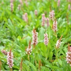 Persicaria affinis Donald Lowndes