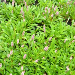 Persicaria affinis Donald Lowndes