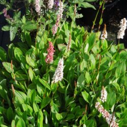 Persicaria affinis Donald Lowndes