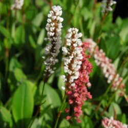 Persicaria affinis Donald Lowndes