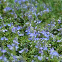 Veronica liwanensis