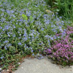 Veronica liwanensis