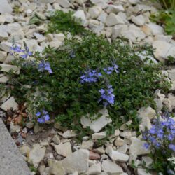 Veronica liwanensis