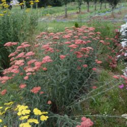 Achillea millefolium 'Belle Epoque'