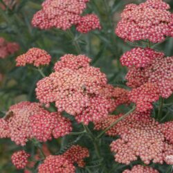 Achillea millefolium 'Belle Epoque'