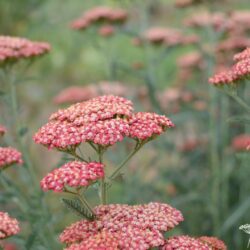 Achillea millefolium 'Belle Epoque'