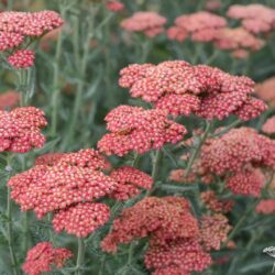 Achillea millefolium 'Belle Epoque'