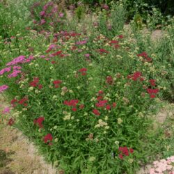 Achillea millefolium 'Cassis'