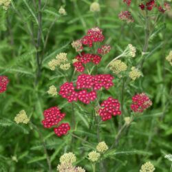 Achillea millefolium 'Cassis'