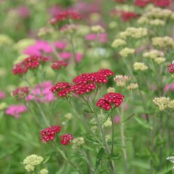 Achillea millefolium 'Cassis'