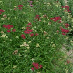 Achillea millefolium 'Cassis'