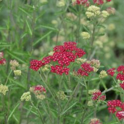 Achillea millefolium 'Cassis'