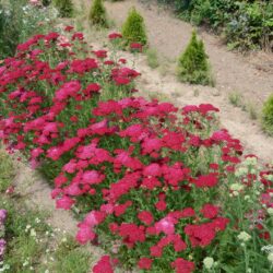 Achillea millefolium 'Pomegranate'