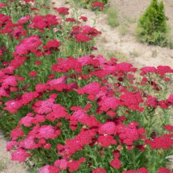 Achillea millefolium 'Pomegranate'