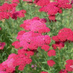 Achillea millefolium 'Pomegranate'