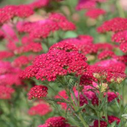 Achillea millefolium 'Pomegranate'