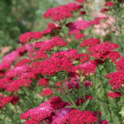 Achillea millefolium 'Pomegranate'