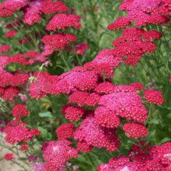 Achillea millefolium 'Pomegranate'